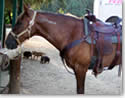 horse boarding